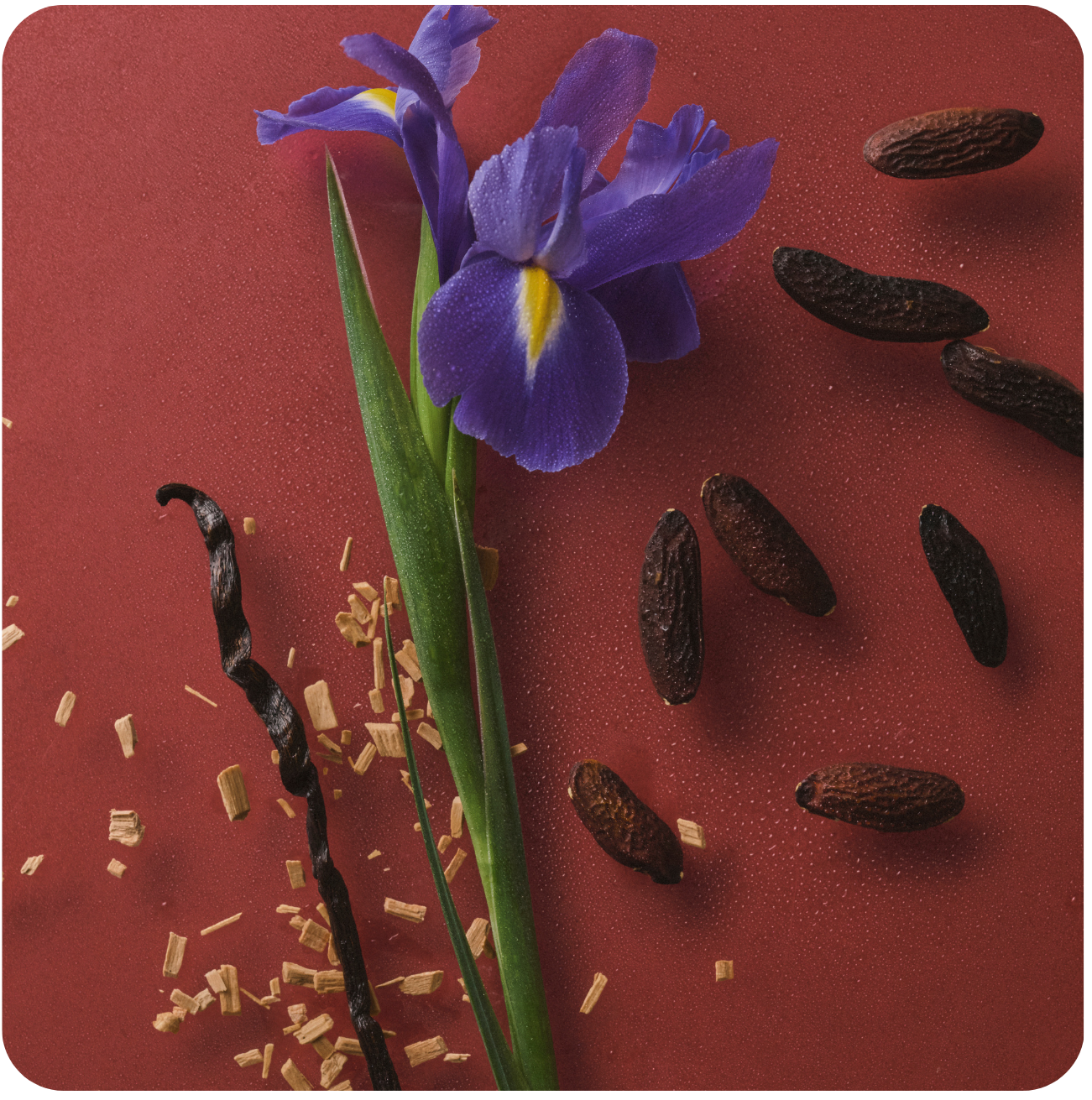 Roter Hintergrund, es liegen Tonkabohnen, eine Vanilleschote, eine Iris Blume und Holzspänne drauf.